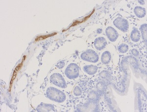 PFA固定パラフィン包埋マウス小腸におけるPeripherin 1の免疫蛍光染色像